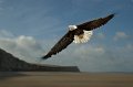 501 - cap blanc nez - VAN TENDELOO Dis - belgium